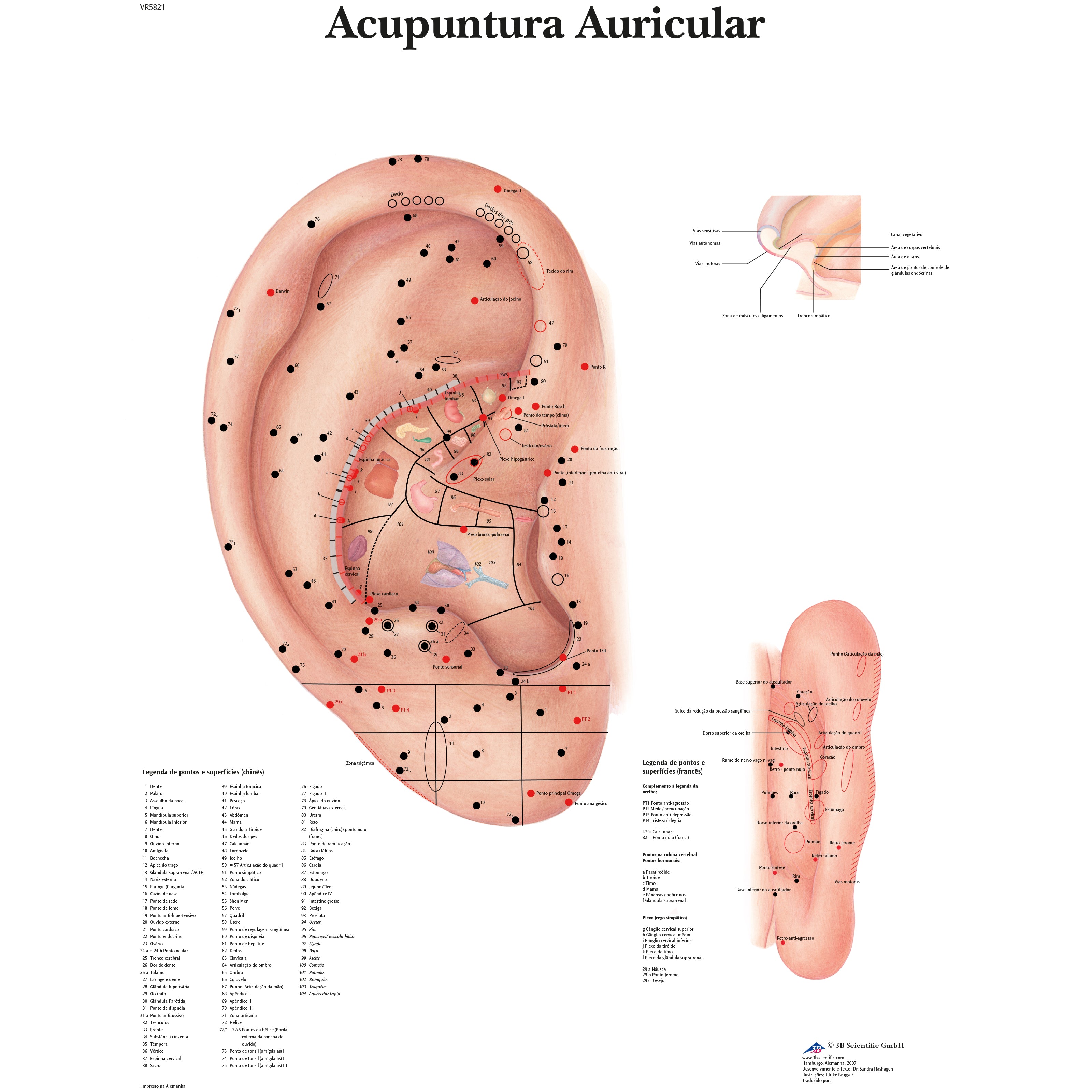 Ear Acupuncture - portuguese