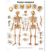 Human Skeleton Chart