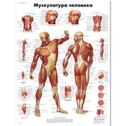 Human Muscle Chart