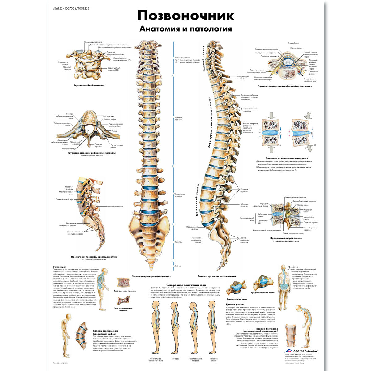 Spinal Column Chart