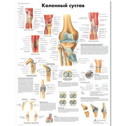 Knee Joint Chart