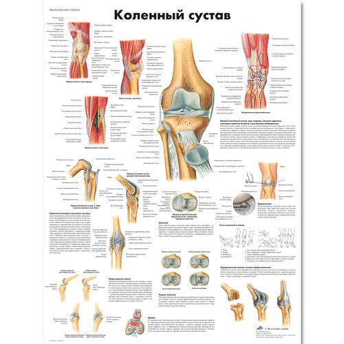 Knee Joint Chart