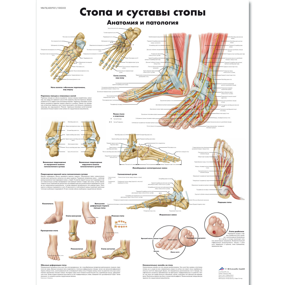 Foot and Joints of Foot Chart - Anatomy and Pathology