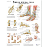 Foot and Joints of Foot Chart - Anatomy and Pathology