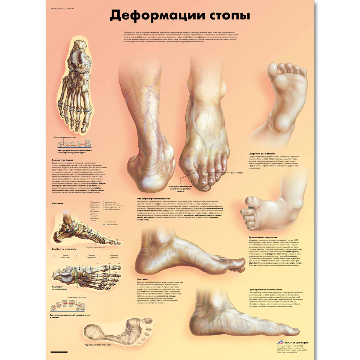 Deformities of the Feet Chart