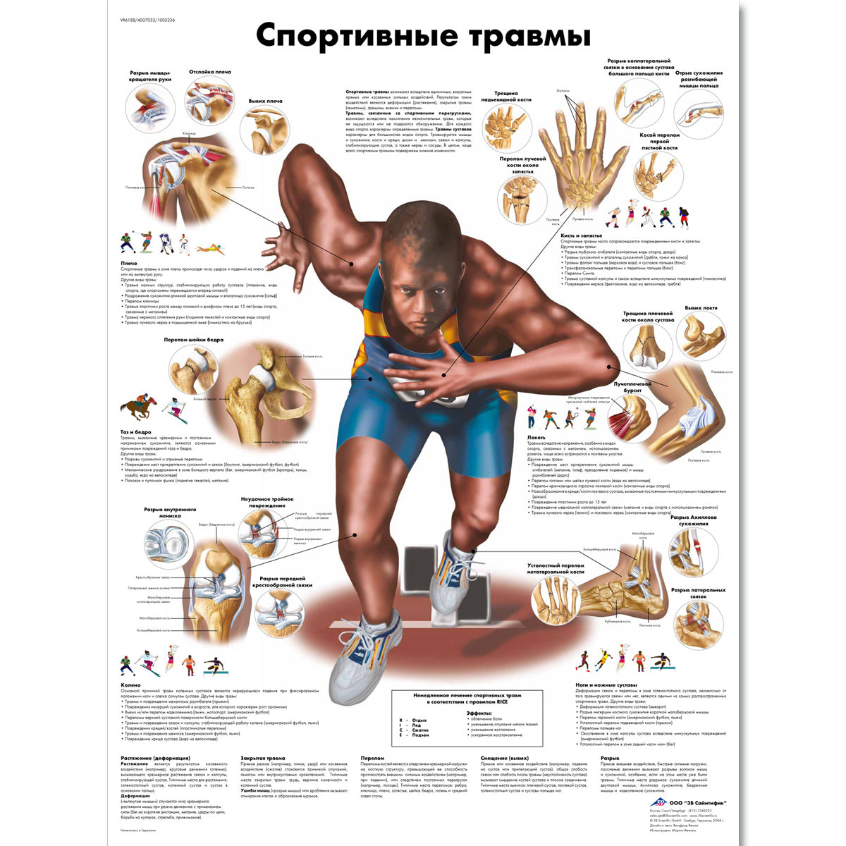 Sports Injuries Chart