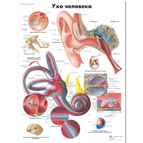Human Ear Chart