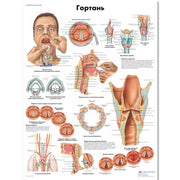 The Larynx Chart