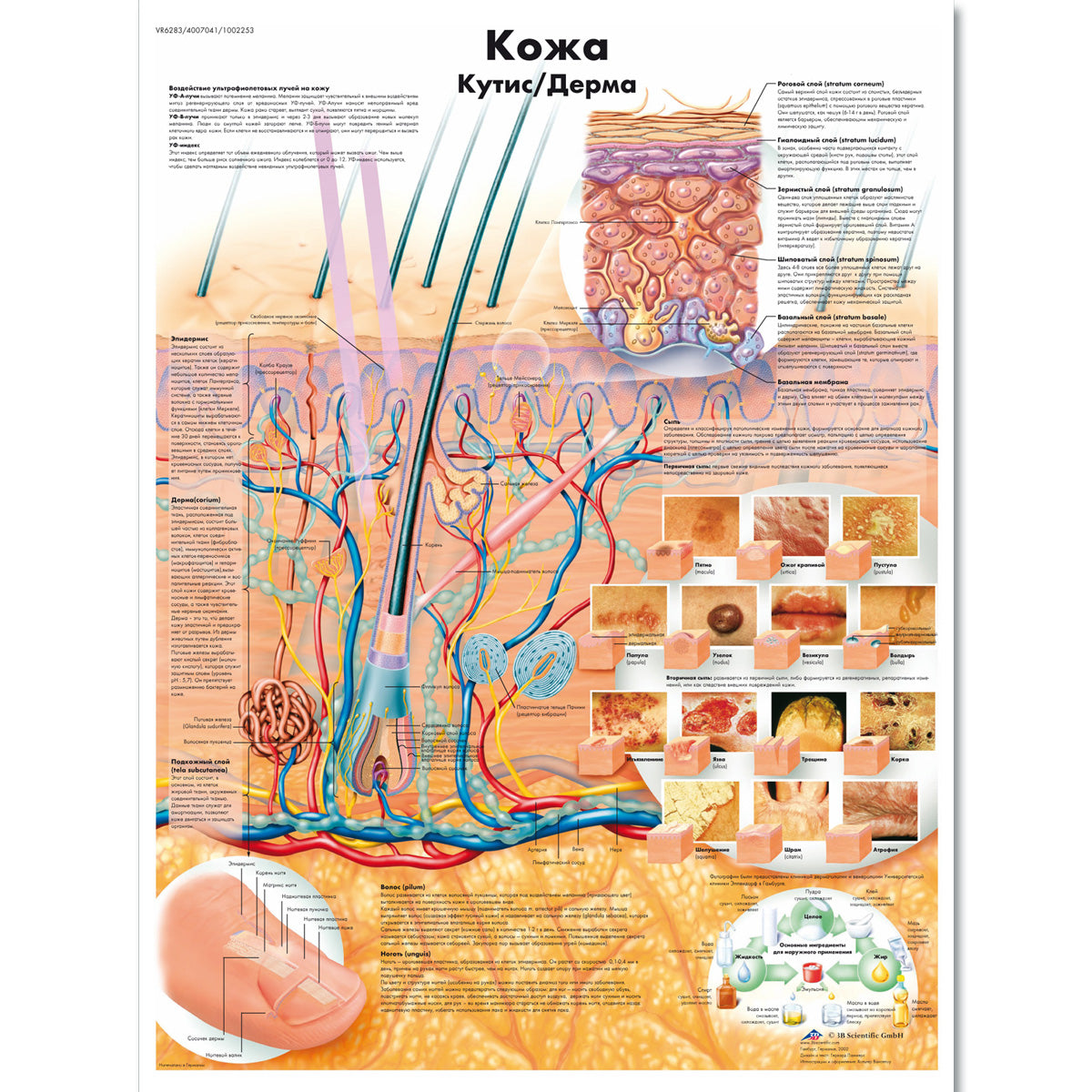 The Skin Chart