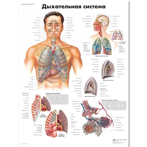 The Respiratory System Chart