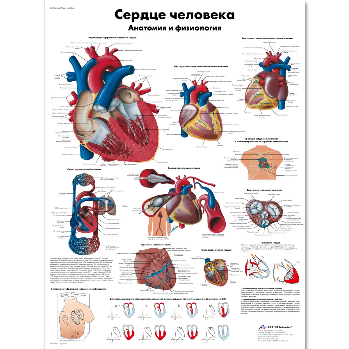 The human heart Chart - Anatomy and Physiology