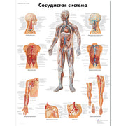 The Vascular System Chart_RUS_L