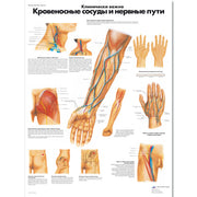 Clinically Important Blood Vessel and Nerve Pathways Chart