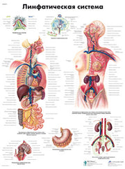 Lymphatic System Chart