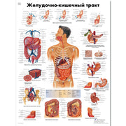 The Gastrointestinal System Chart