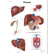 Liver Chart
