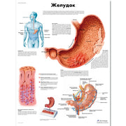 The Stomach Chart