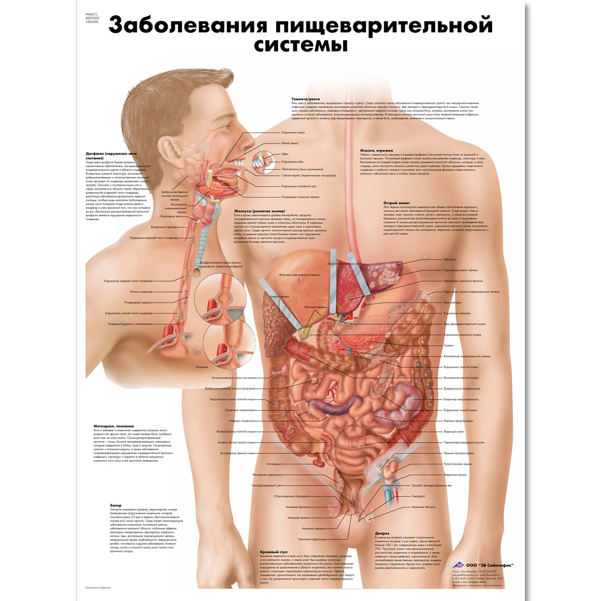 Diseases of the Digestive System Chart
