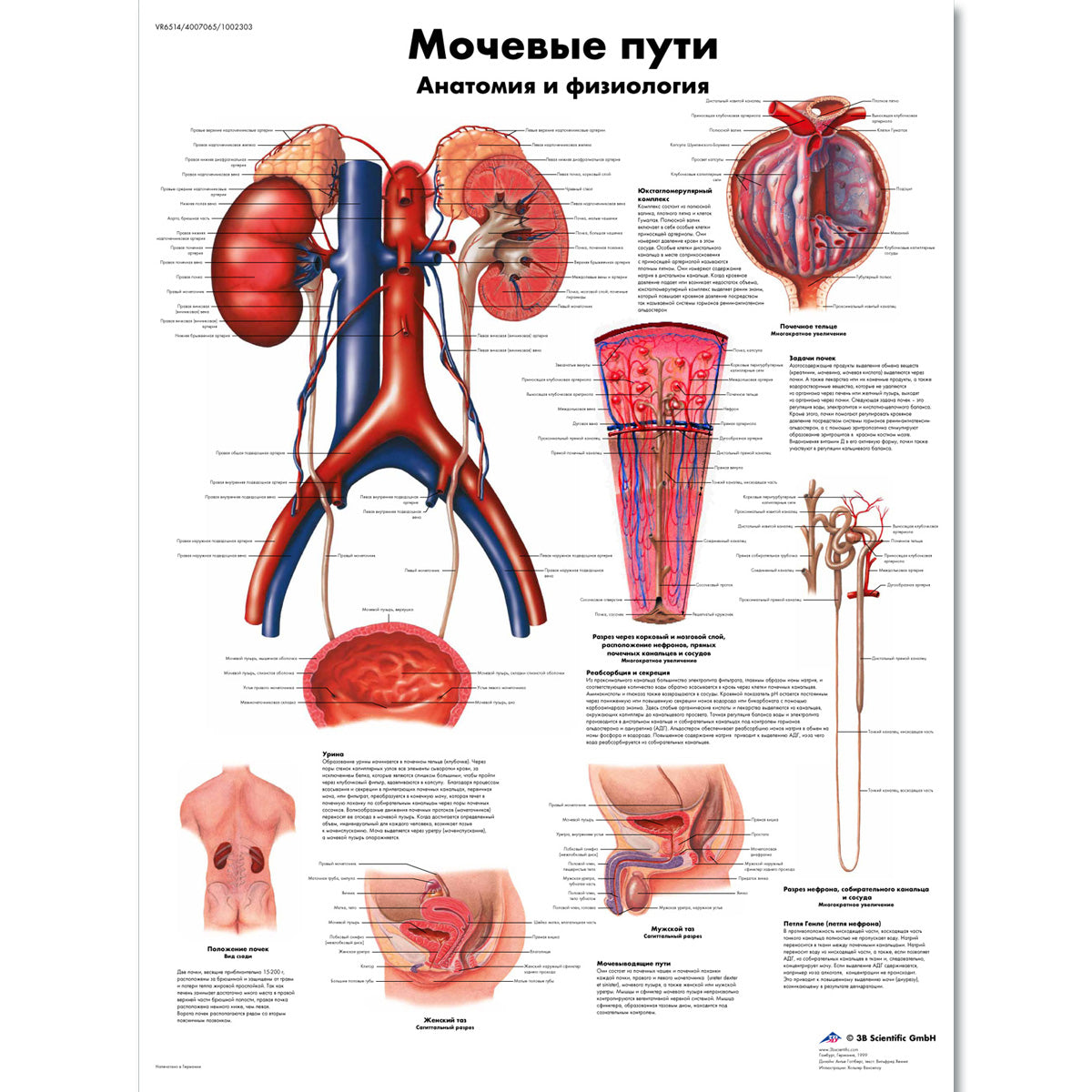 The Urinary Tract- Chart