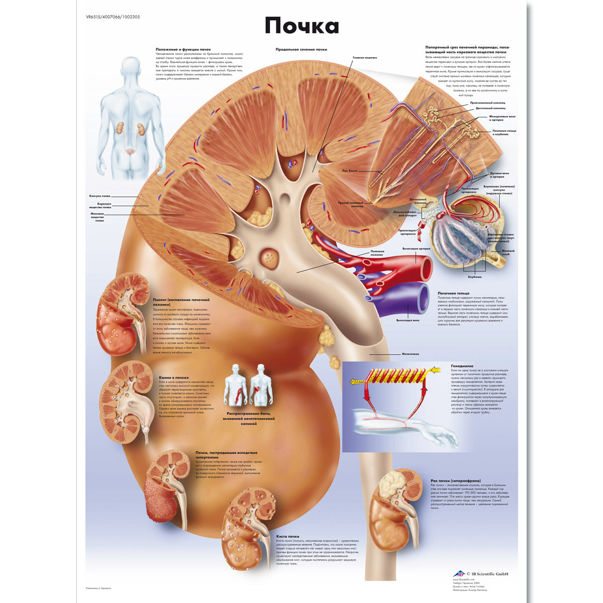 Kidney Chart