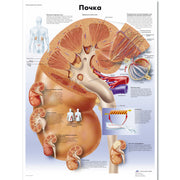 Kidney Chart