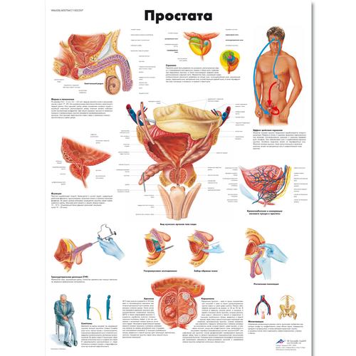 The Prostate Gland Chart