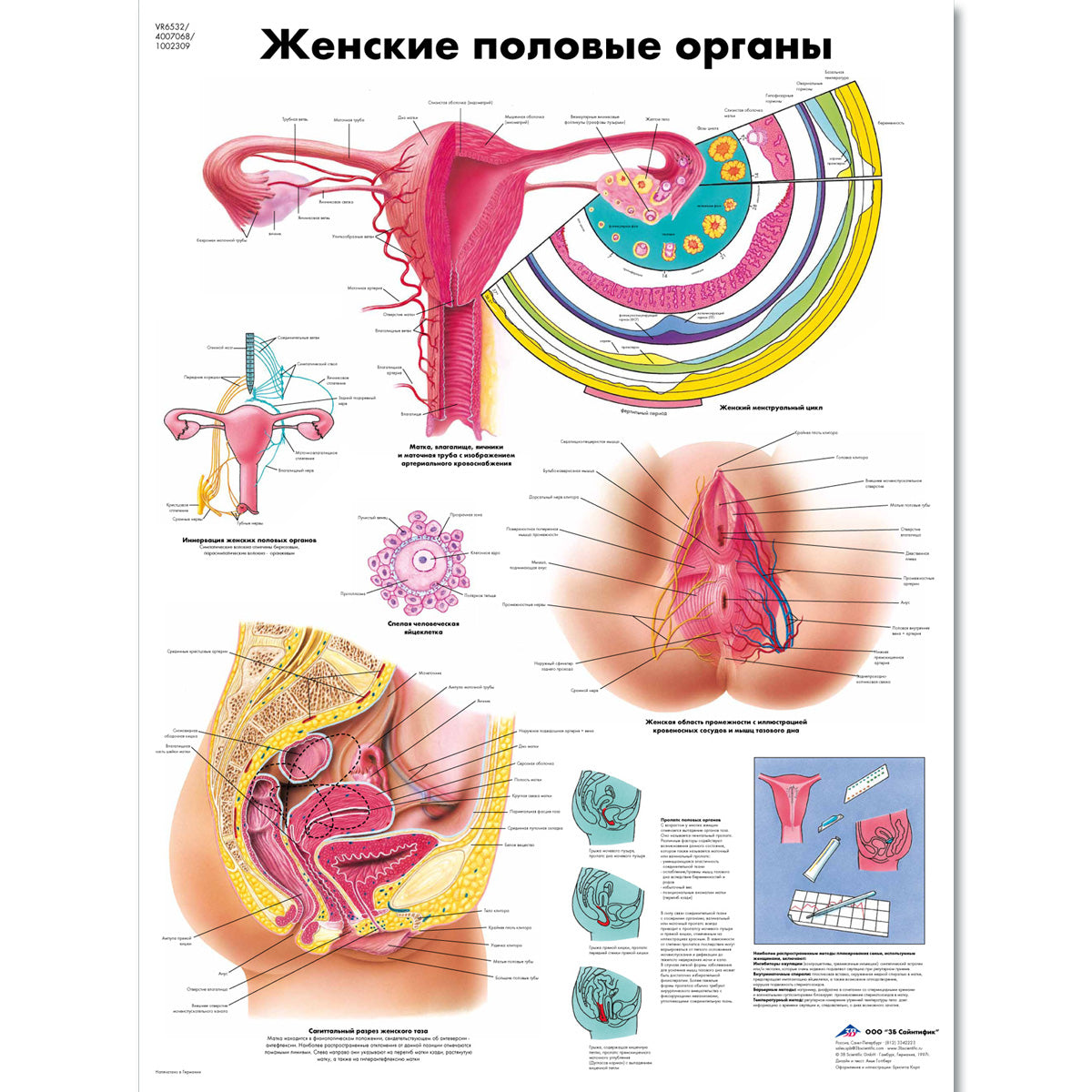 The Female Genital Organs Chart