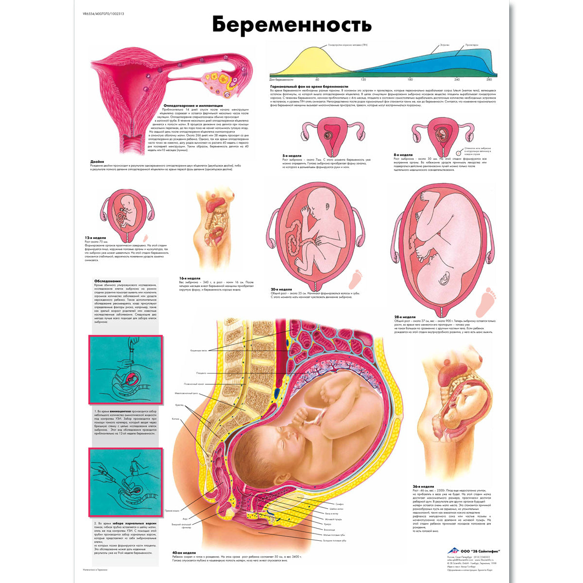 Pregnancy Chart