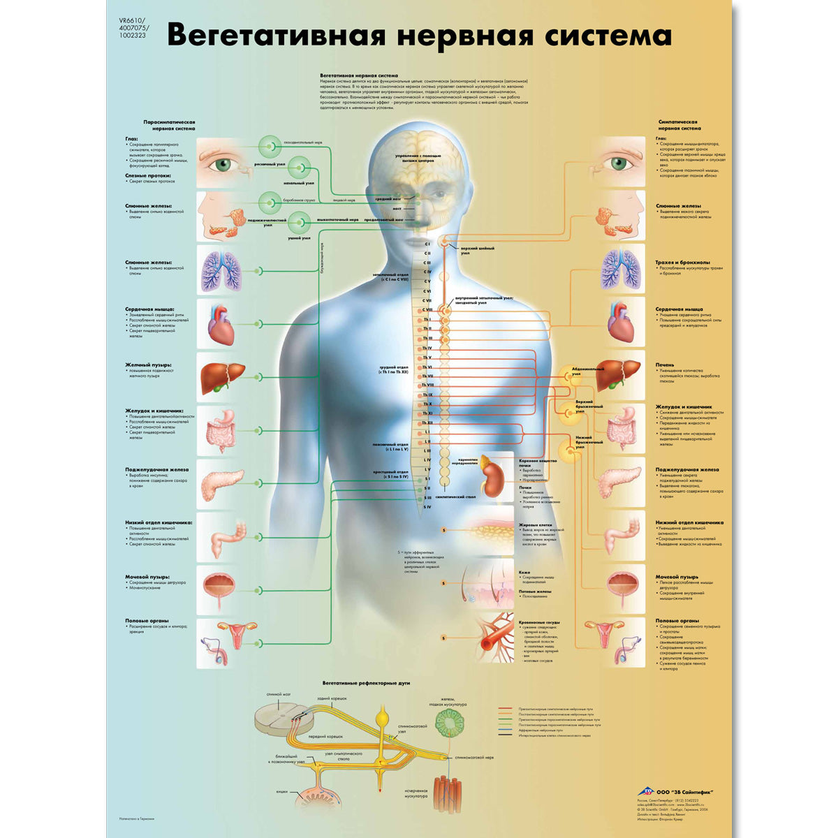 The Vegetative Nervous System Chart
