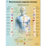 The Vegetative Nervous System Chart