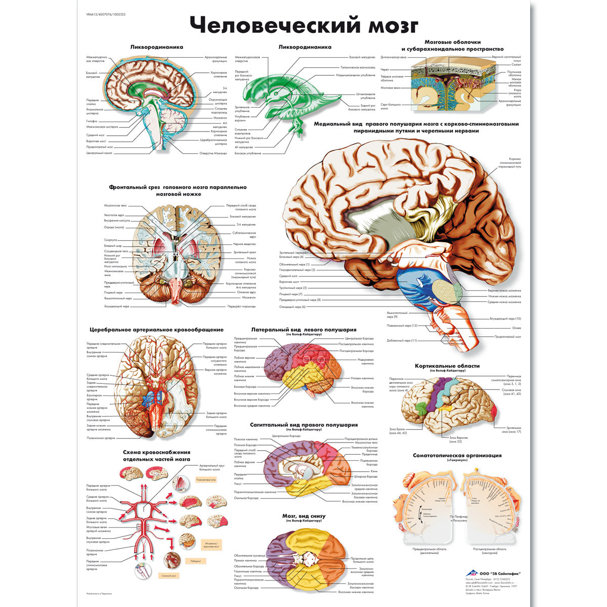 Human Brain Chart