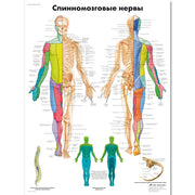 Spinal Nerves Chart