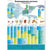 The Endocrine System