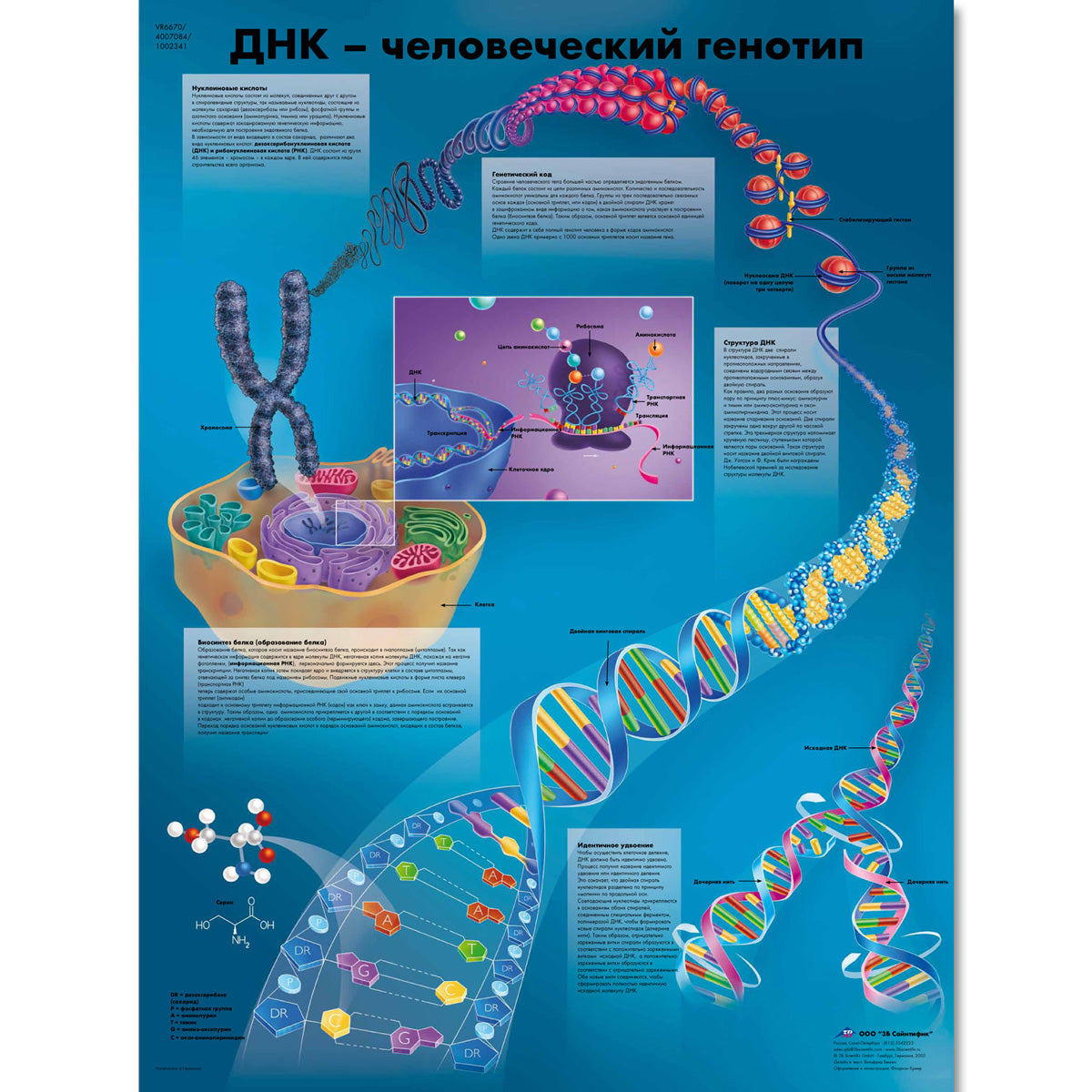 DNA - The Human Genotype Chart