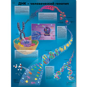 DNA - The Human Genotype Chart