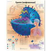 Flu (Influenza) Chart