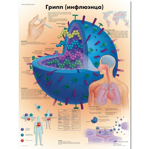 Flu (Influenza) Chart