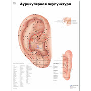 Ear Acupuncture Chart