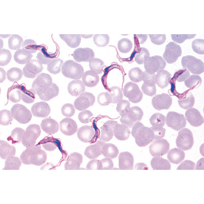 Protozoa - French Slides