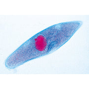 Protozoa - Portuguese Slides