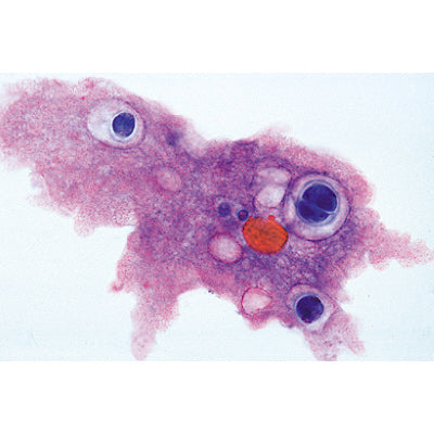 Protozoa - Portuguese Slides