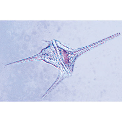 Protozoa - Portuguese Slides