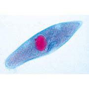 Protozoa - German Slides