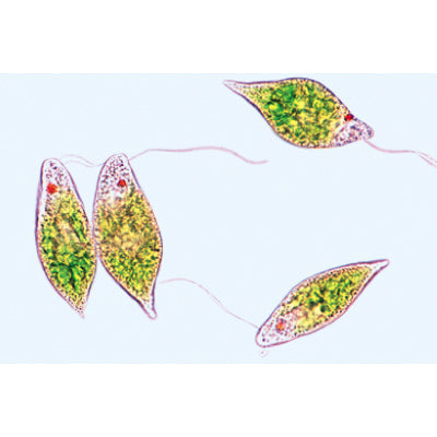 Protozoa - German Slides