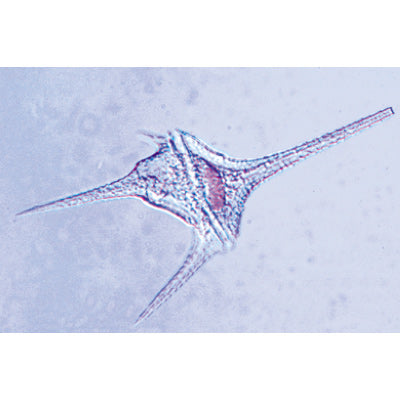 Protozoa - German Slides