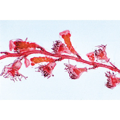 Coelenterata and Porifera - French Slides