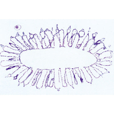 Coelenterata and Porifera - Portuguese Slides