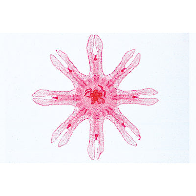 Coelenterata and Porifera - Spanish Slides