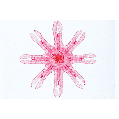 Coelenterata and Porifera - German Slides