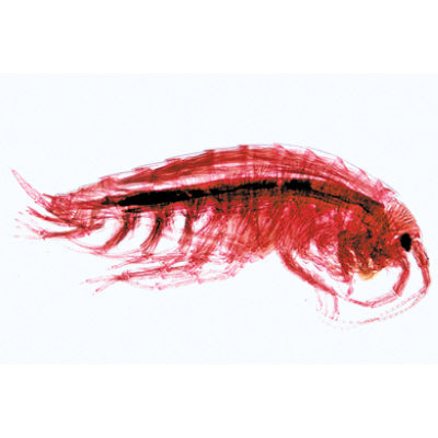 Crustacea - French